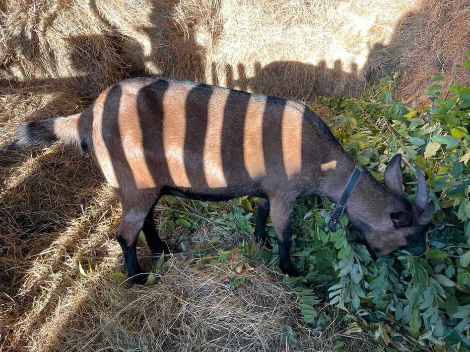 Vând Capra Metis Alpina