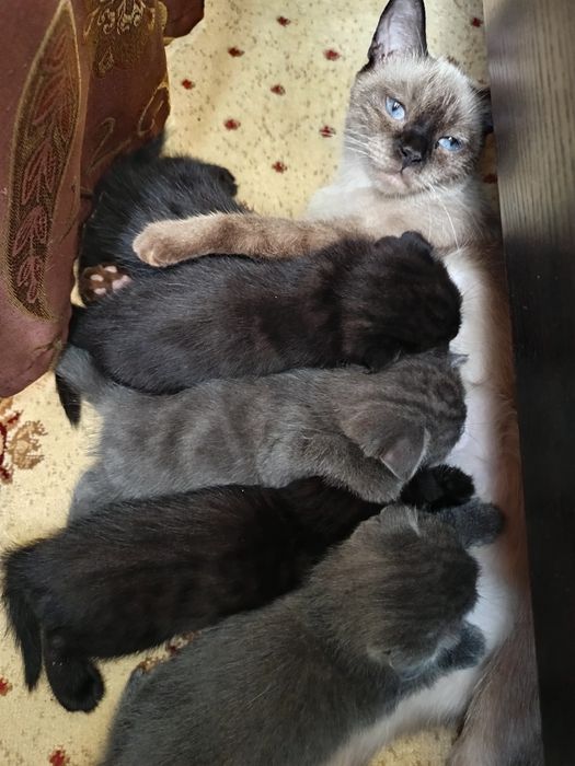Породистые котята от правильной вязки,цена договорная