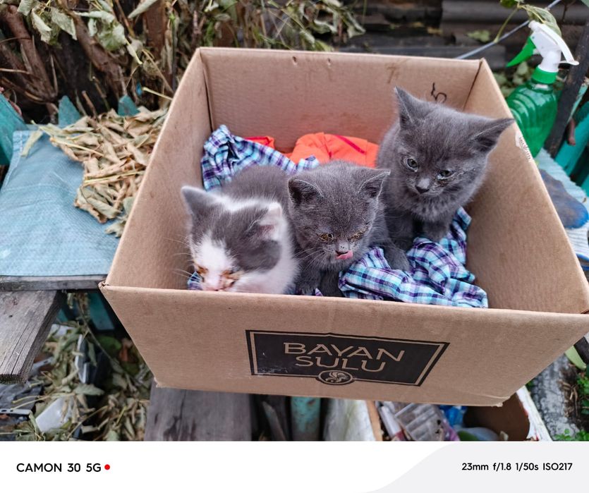 отдам котят бесплатно