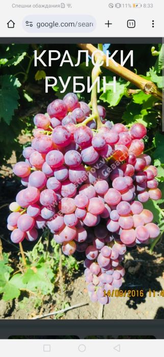 Безсеменни сортове лози на присадка SO4