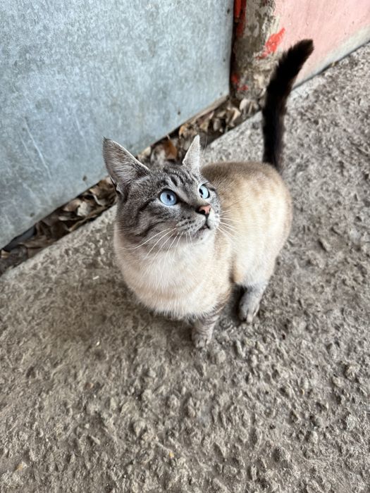 Кот ищет дом и родителей. Хозяин найдись.