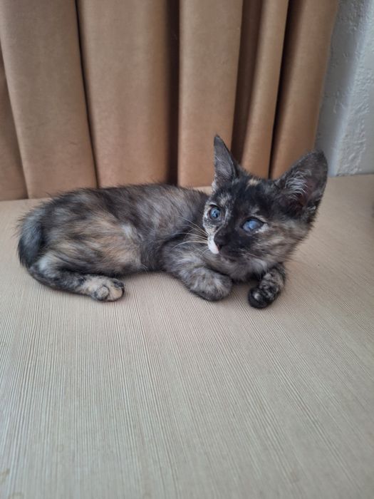 Отдам котёнка(девочку]