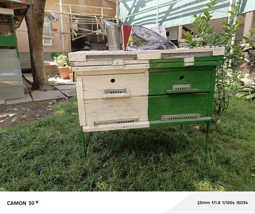 Asal ari uyasi. Komplekt