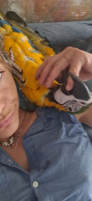 Продавам двойка Ара (мъжки и женски)