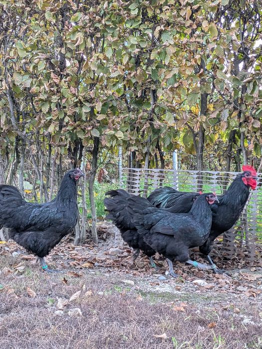 Puicuțe Austrlorp negru