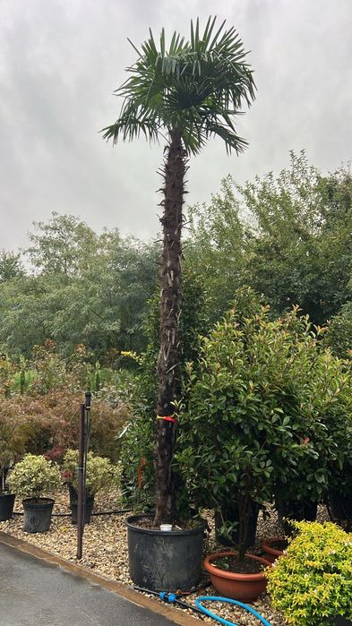 Palmier calitate premium