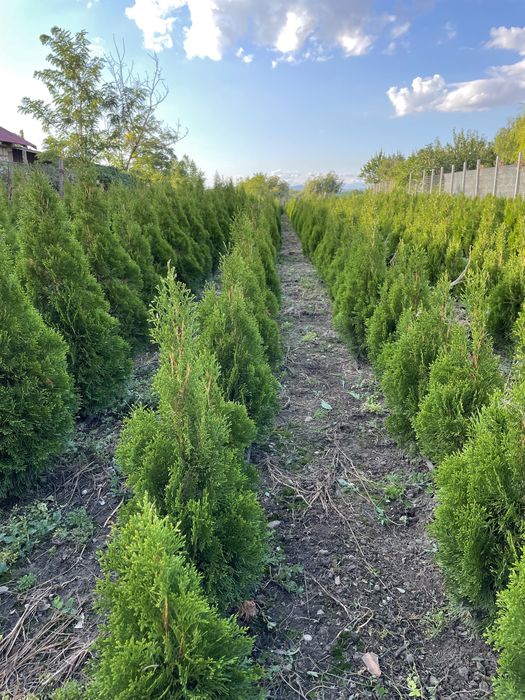Thuja smaragd 100-120cm