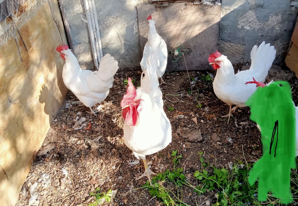 Семейка кур породы Белый Легбар