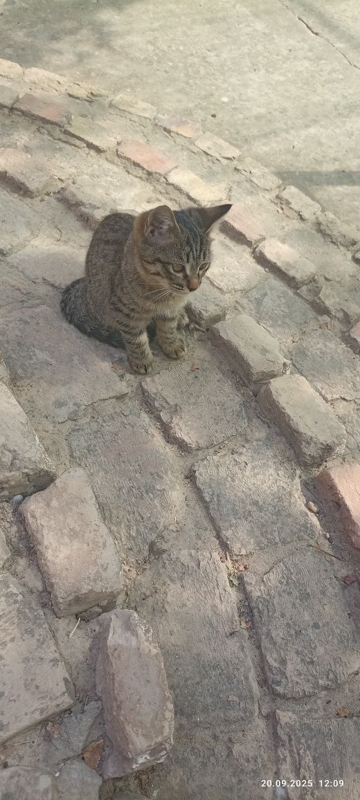 Отдам котят в добрые руки