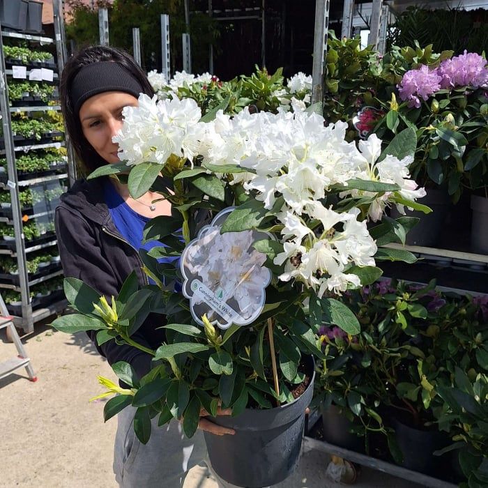 Rododendron La Ghiveci