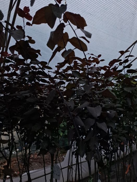 Червенолистна слива pissardi в саксия.