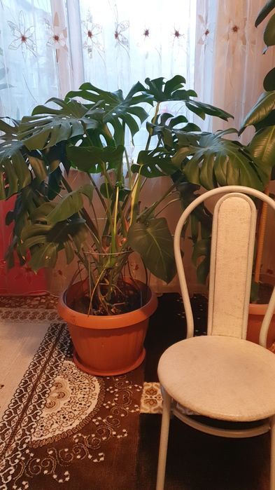 Цветок Монстера продам