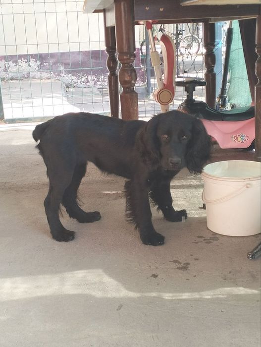 Продаю Кокер Спаниель 5 месяцев девочка