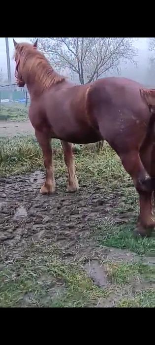 Vând mânză de doi ani fără defecte din Sânger județul Mureș preț