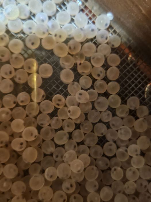 Puiet pastrav fantanel