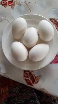 Гусиные яйца домашний