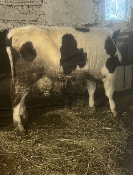 Vitei pentru craciun 35 lei carcasa