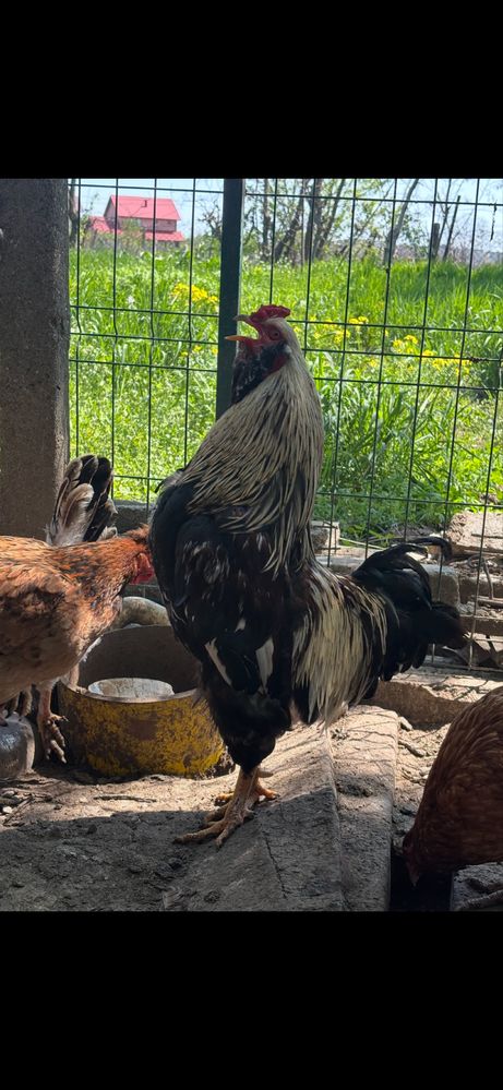 Vand oua verzi de casa pentru consum sau incubat