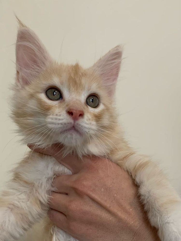 Котята мейнкун с родословными