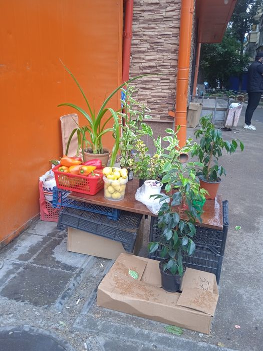 Продам цветы комнатные в горшках.