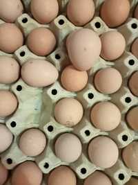 Vând oua de bibilici colorate la pretul de 6 lei pe bucată