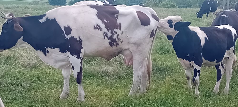 Vaci și juninci de lapte