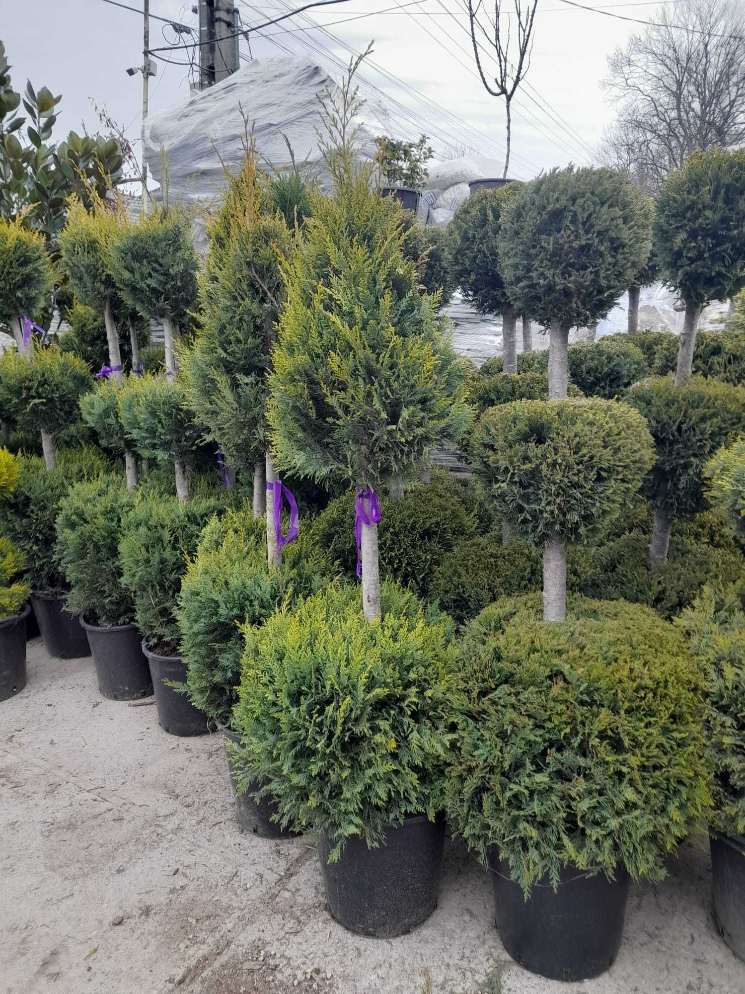 Crește-ți grădina cu plante ornamentale de calitate!