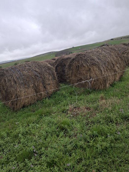 Vand schimb baloti rotunzi de fan