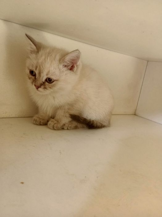 Skottish fold bolalari sotiladi 100$ sogʻlam