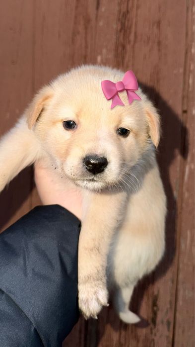 Отдам щенка сучка