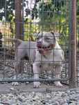 American bully Champagne
