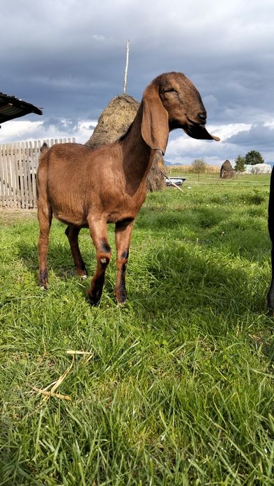 Vând 3iede anglo nubian