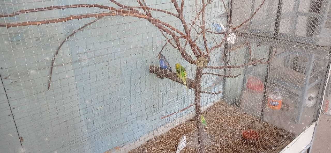 Попугай 3млн сум