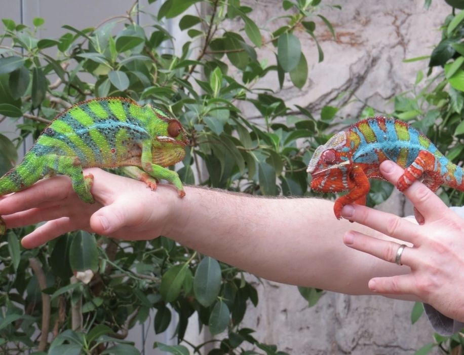 Panther/Veiled cameleon la comandă