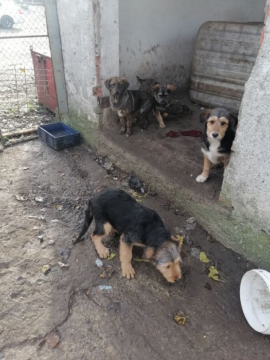 Donez catei de rasa  are vaccin