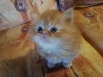 Персийски котенца