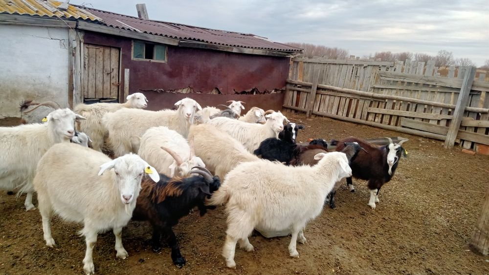 Козы козлята козел