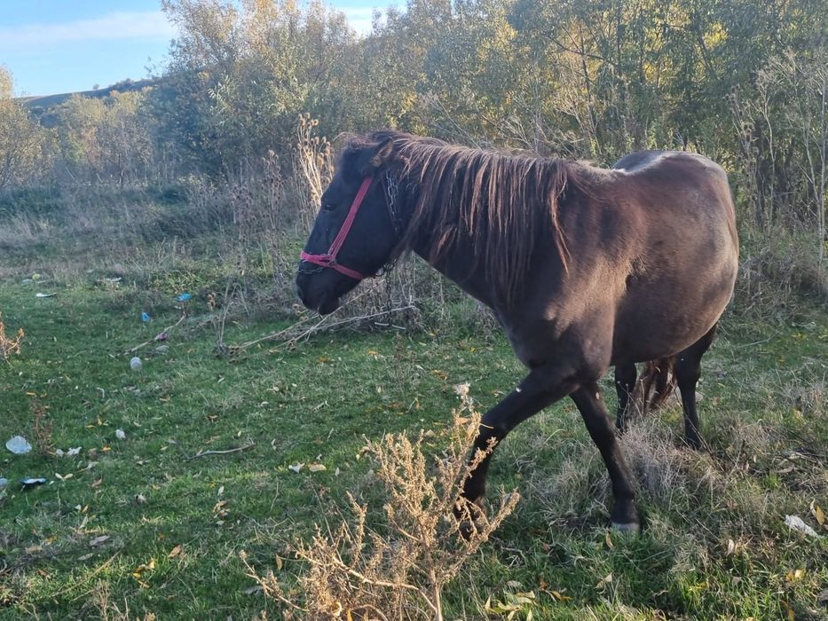 Vând iapă , vârsta 8 ani