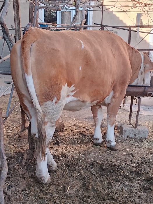 Сементал гунонжин