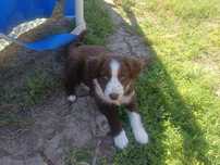 Catele Border Collie