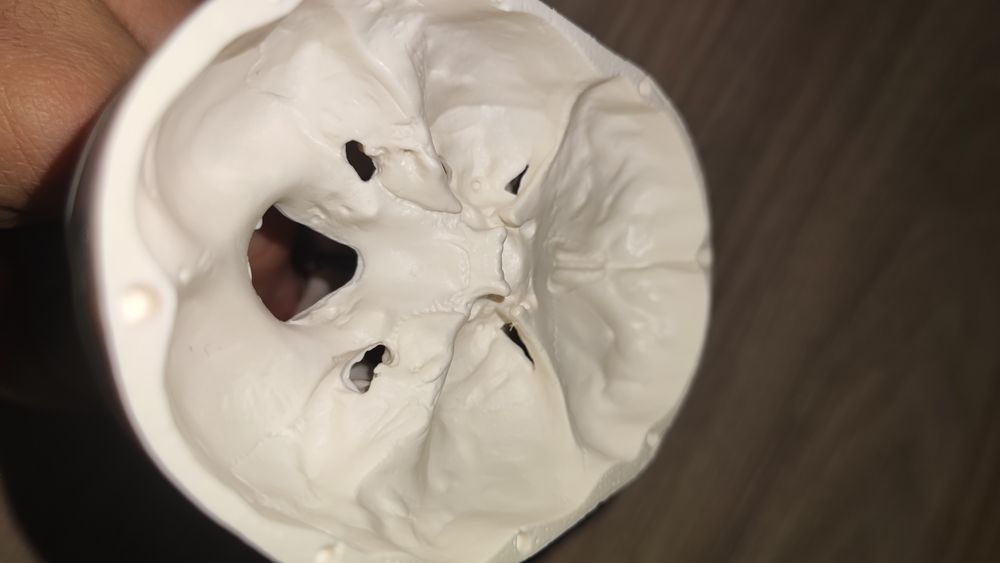 Анатомичен модел на череп