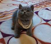 Fetita british shorthair 2 luni