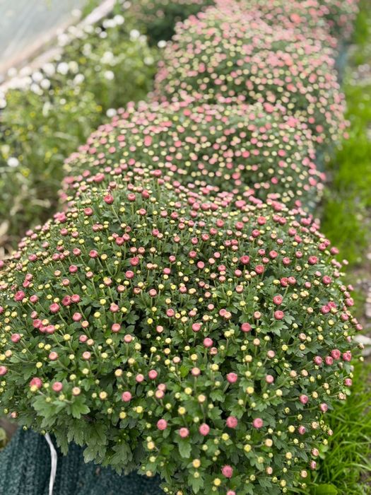 Crizanteme si Panselute