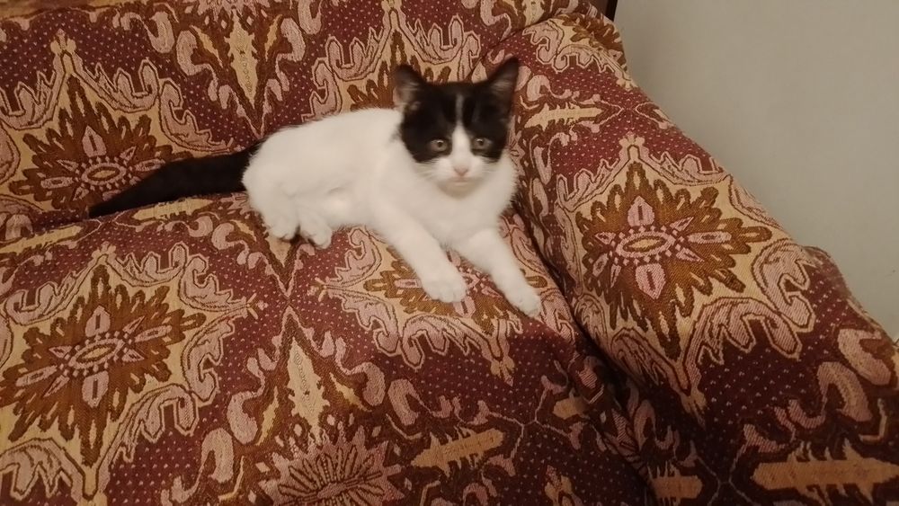 Подарява се малко котенце