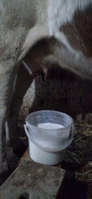 Vacă bună de Vînzare