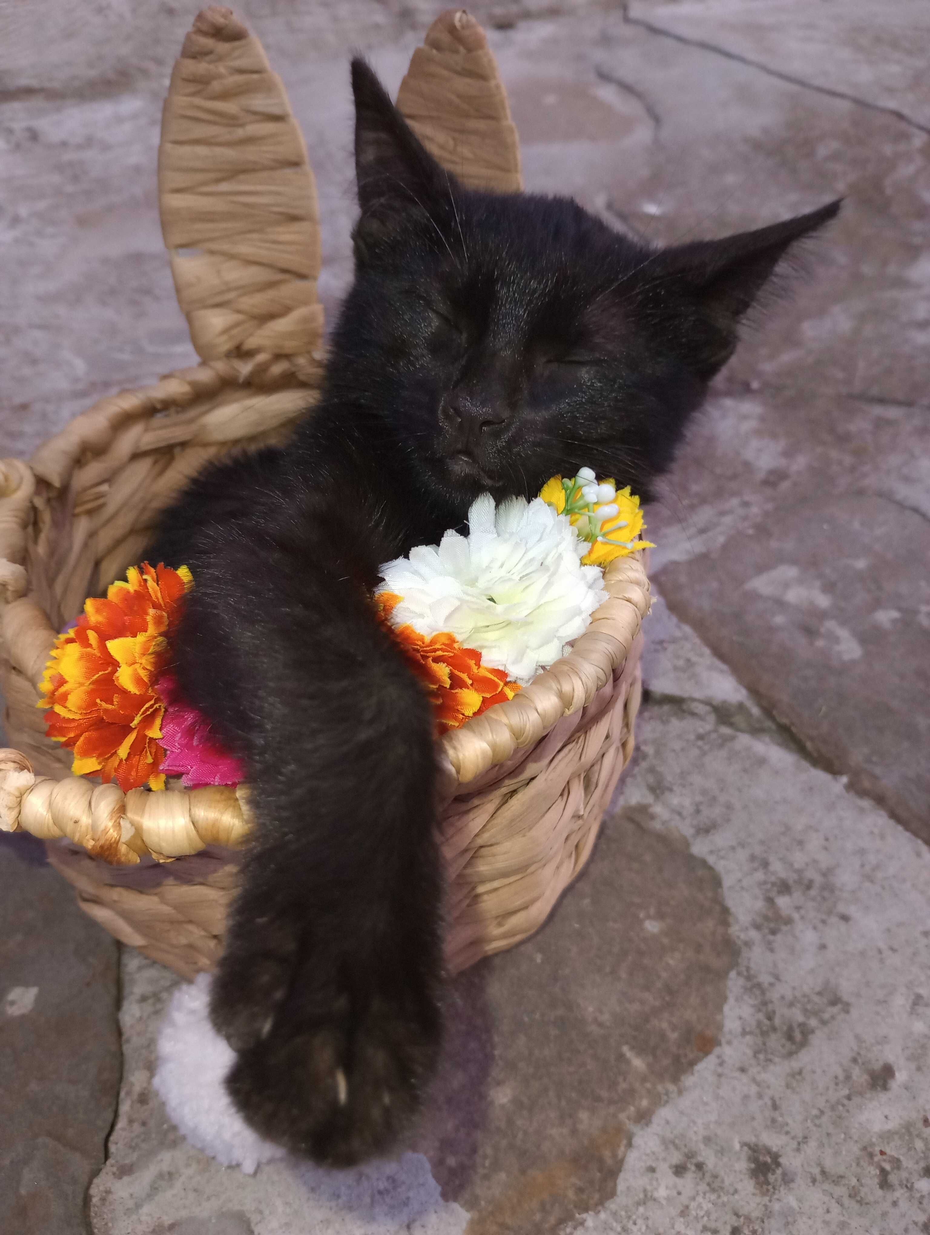 Подарявам малки котета