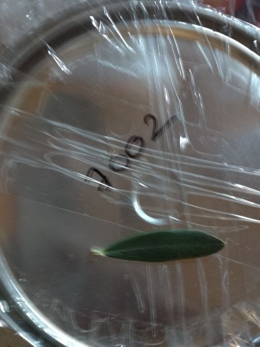 Vopsea epoxidica izocor ve3000