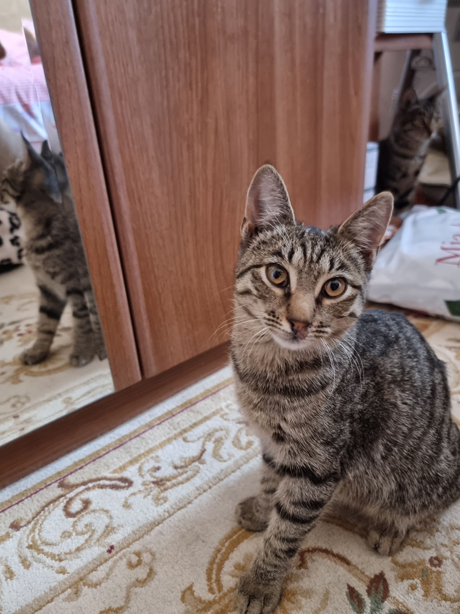 Отдаём котят (мальчика и девочку) в добрые  руки