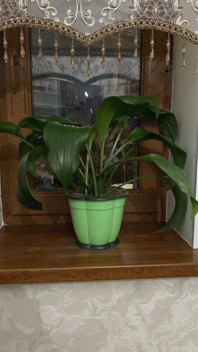 Комнатные растение