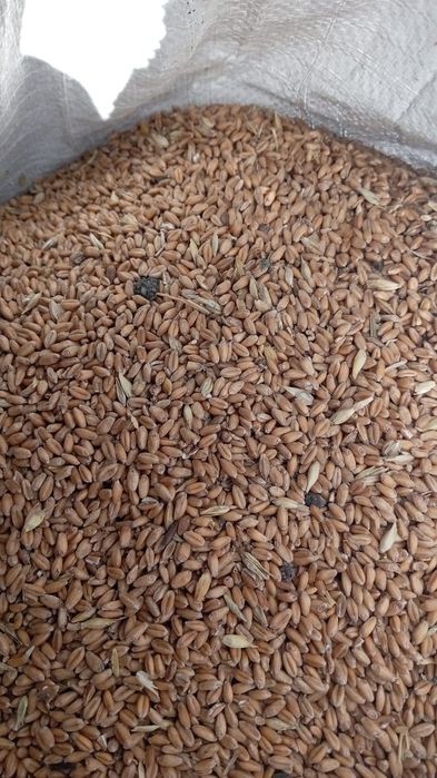 Продам зерноотходы пшеничные